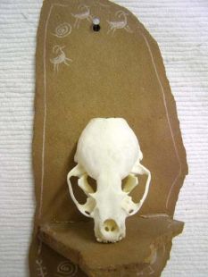 Animal Skull - Otter