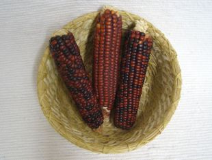 Vintage Native American Papago Made Basket with Corn