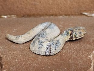 Zuni Carved Snake Fetish