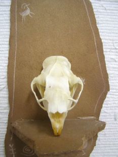 Animal Skull - Porcupine