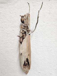 Mahogany Pod Owls on Wood--Six