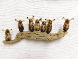 Mahogany Pod Owls on Wood--Seven