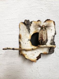 Mahogany Pod Owl on Wood--One