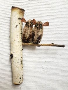 Mahogany Pod Owl on Wood--Two