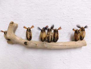 Mahogany Pod Owls on Wood--Seven