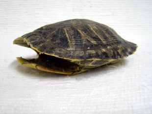 Slider Turtle Shell