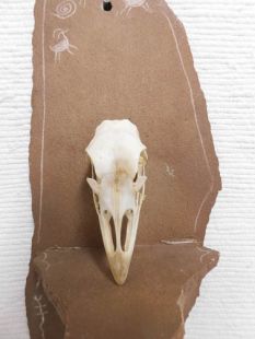 Animal Skull - Turkey