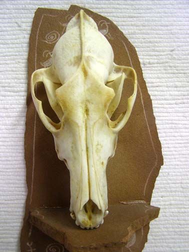 Coyote Skull - Canine Animal Skulls for Sale | Kachina House